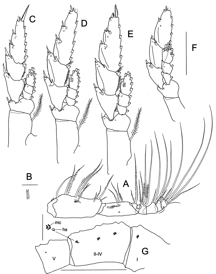 Espce Megacalanus ohmani - Planche 4 de figures morphologiques