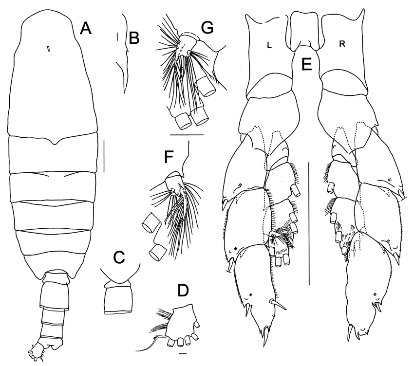 Espce Megacalanus ohmani - Planche 5 de figures morphologiques