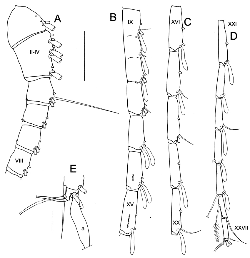 Species Megacalanus ohmani - Plate 6 of morphological figures