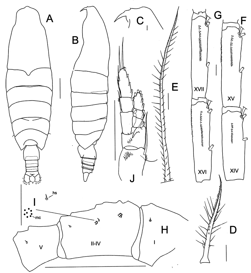 Species Megacalanus princeps - Plate 16 of morphological figures