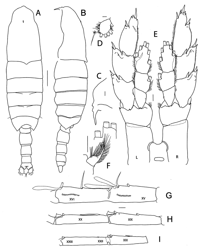 Species Megacalanus princeps - Plate 17 of morphological figures