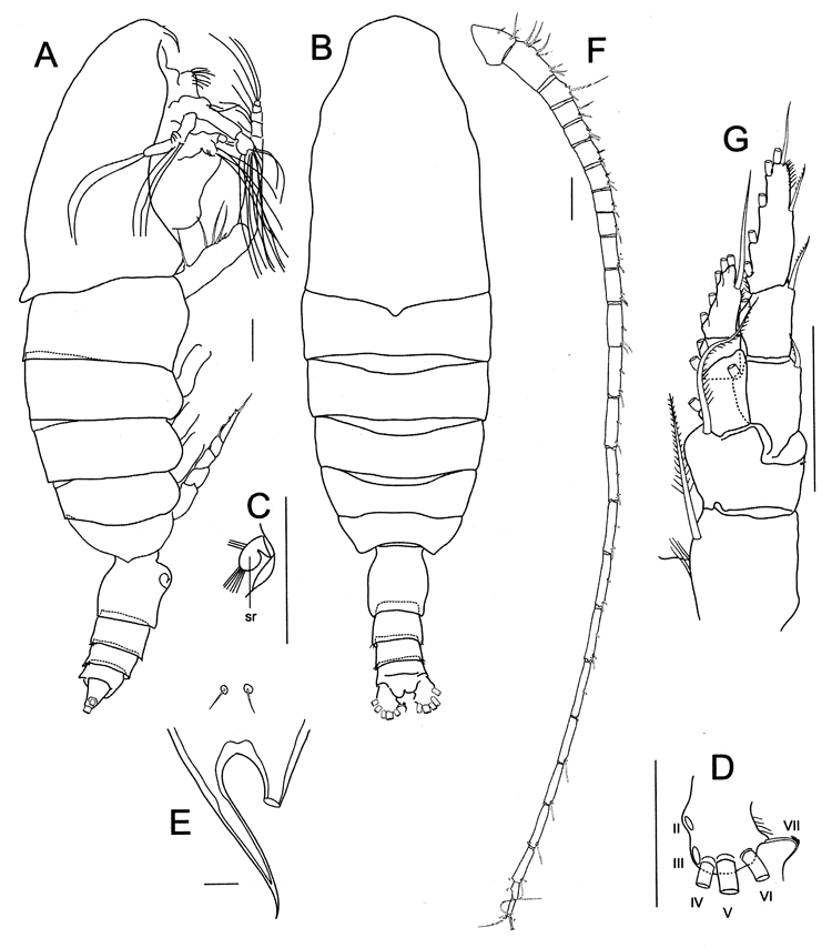Species Bradycalanus enormis - Plate 1 of morphological figures