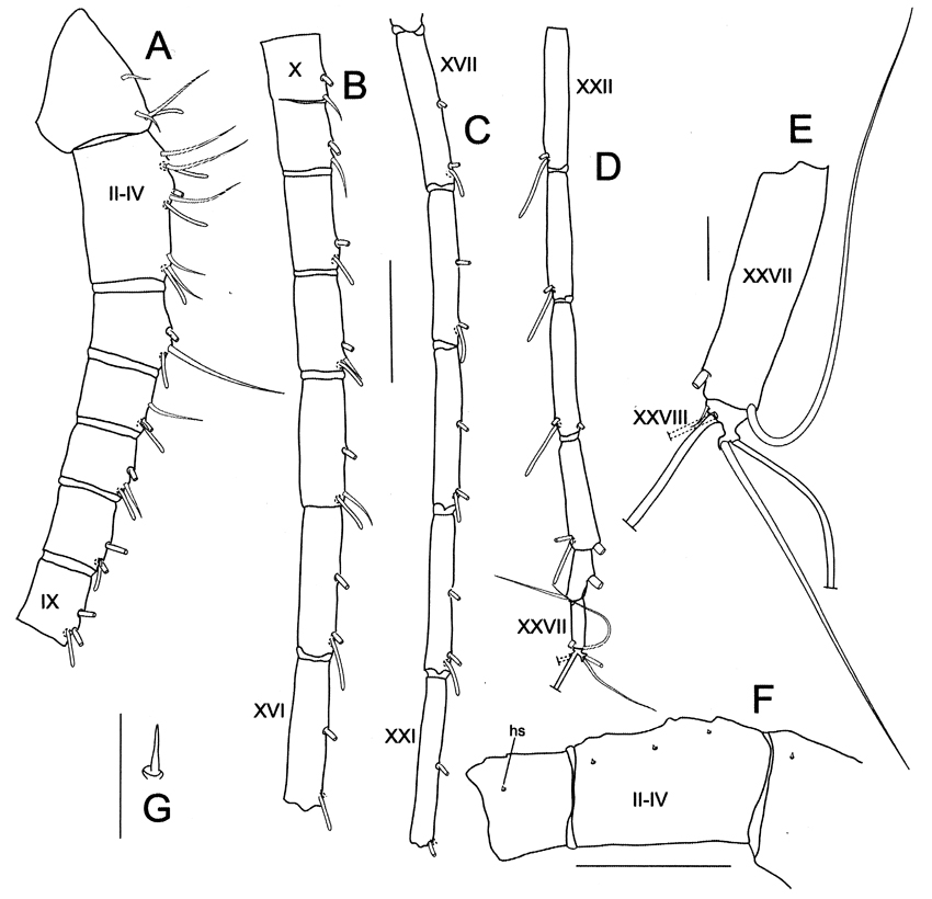 Species Bradycalanus enormis - Plate 2 of morphological figures