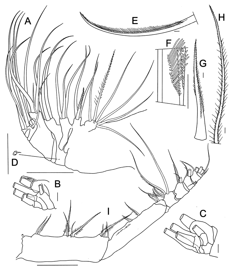 Species Bradycalanus enormis - Plate 4 of morphological figures