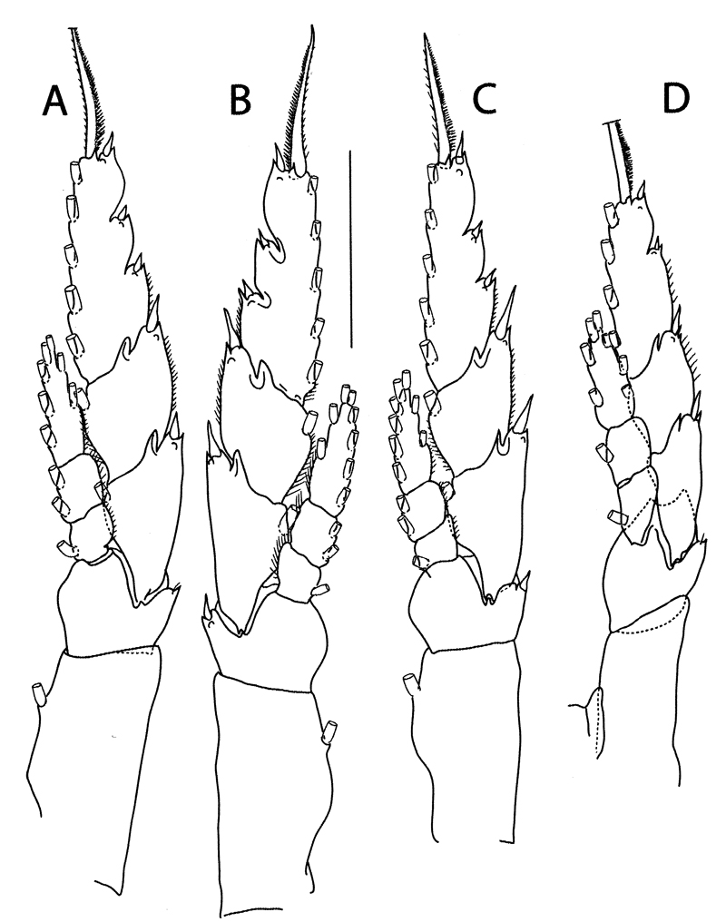 Species Bradycalanus enormis - Plate 5 of morphological figures
