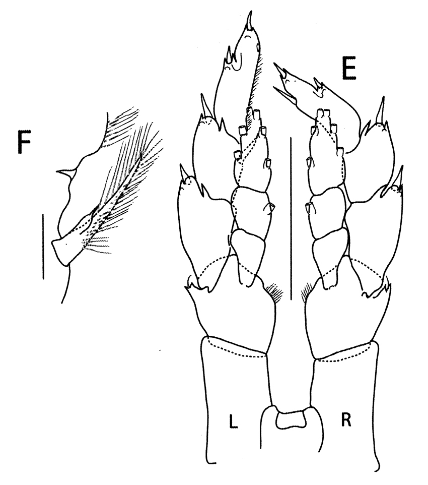 Species Bradycalanus enormis - Plate 6 of morphological figures