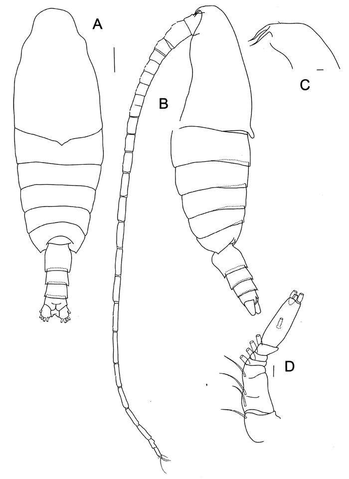 Species Bradycalanus typicus - Plate 4 of morphological figures