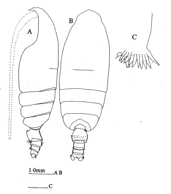 Espèce Pseudochirella obtusa - Planche 7 de figures morphologiques