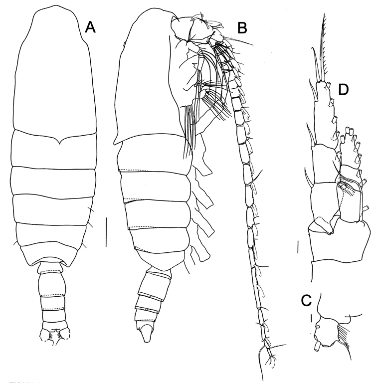 Species Bradycalanus typicus - Plate 5 of morphological figures