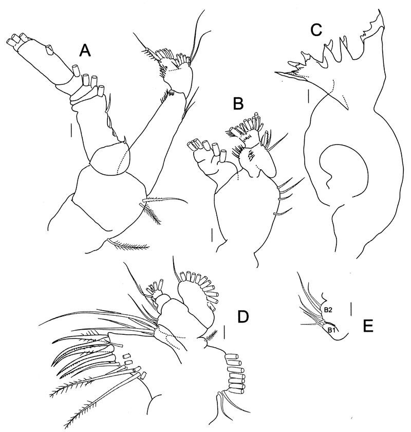 Species Bradycalanus typicus - Plate 14 of morphological figures