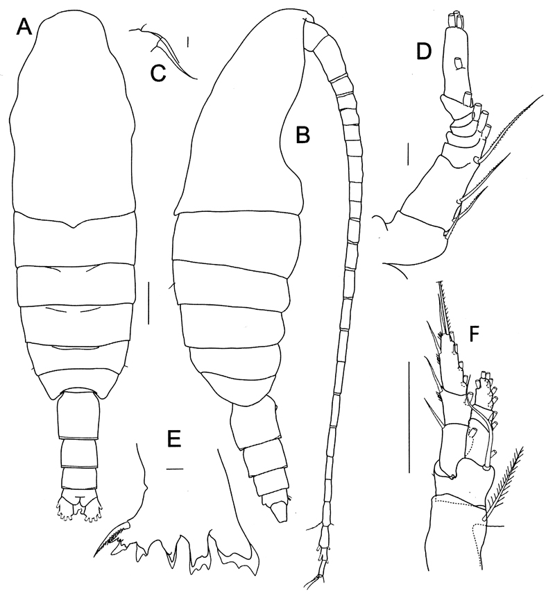Espèce Bradycalanus gigas - Planche 2 de figures morphologiques