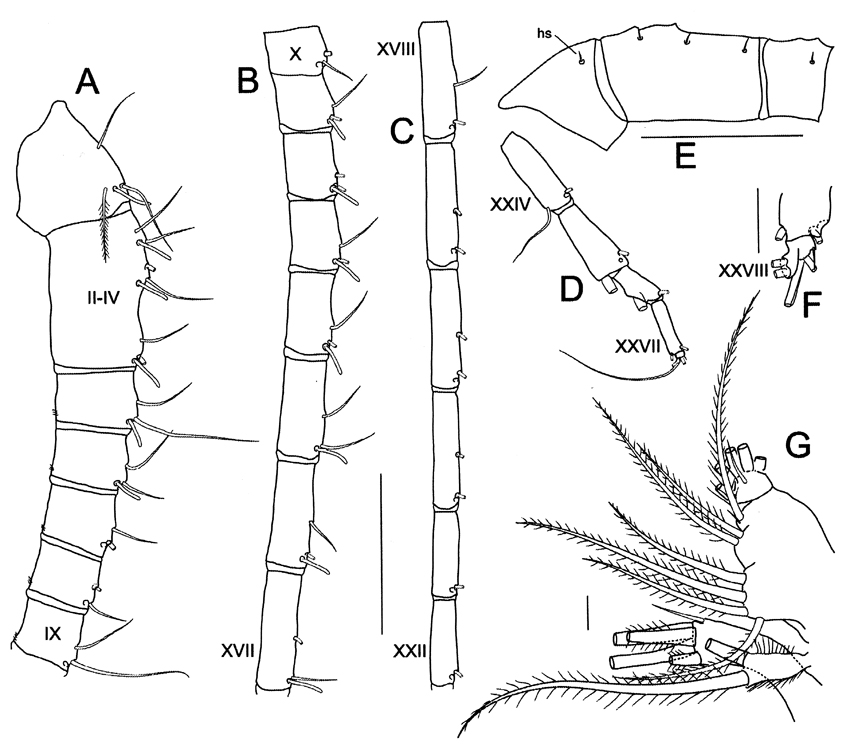 Espèce Bradycalanus gigas - Planche 3 de figures morphologiques