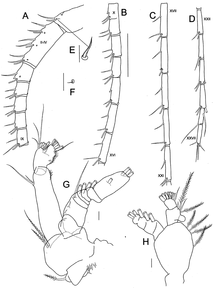 Species Bradycalanus abyssicolus - Plate 2 of morphological figures