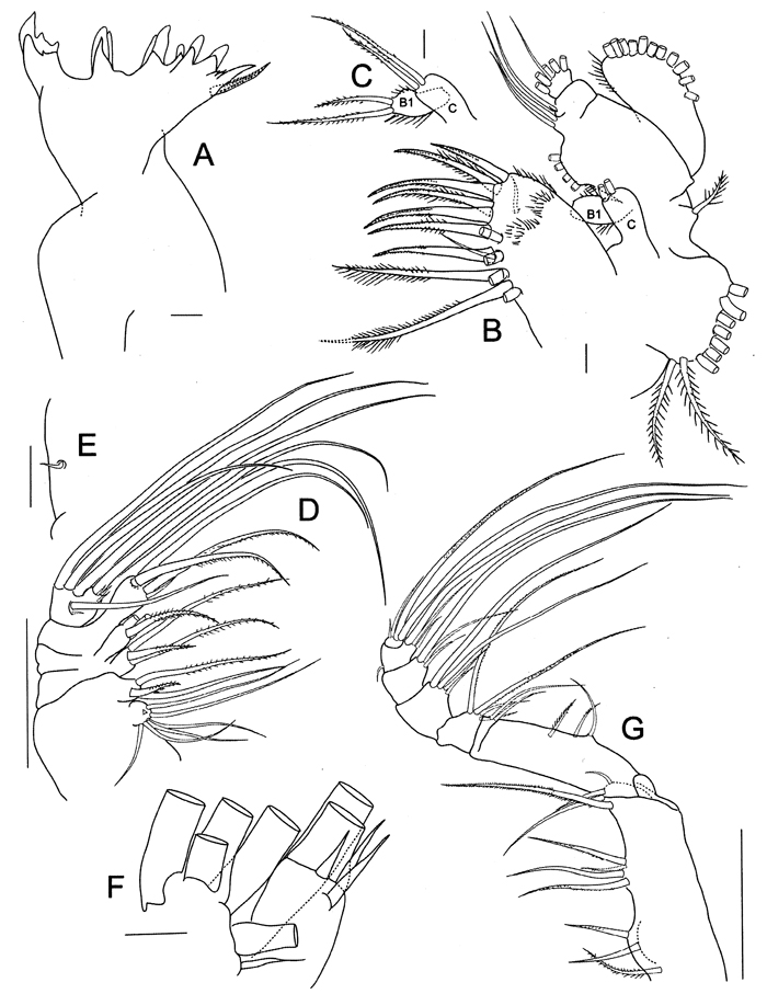 Species Bradycalanus abyssicolus - Plate 3 of morphological figures