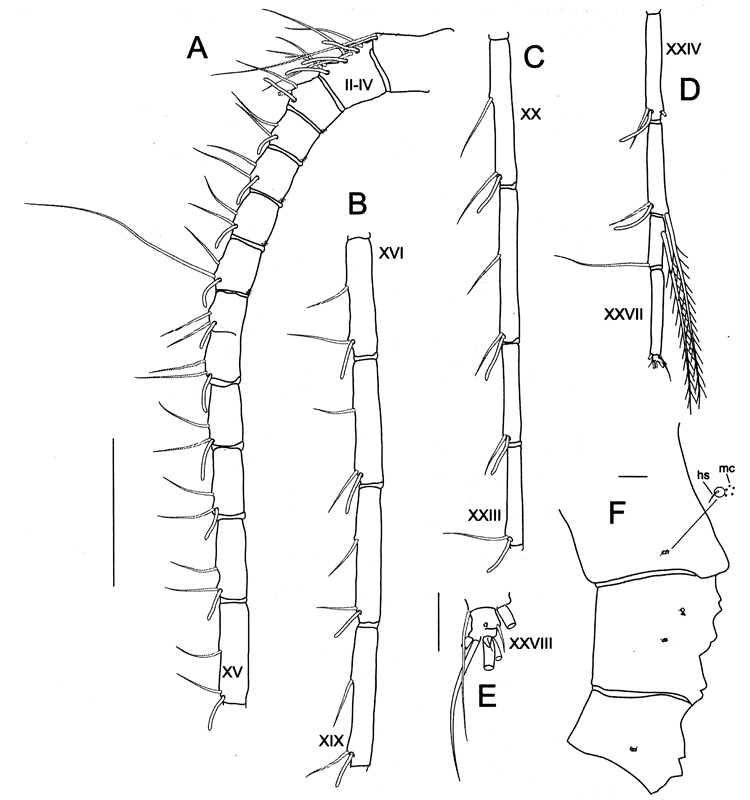 Species Bathycalanus richardi - Plate 13 of morphological figures