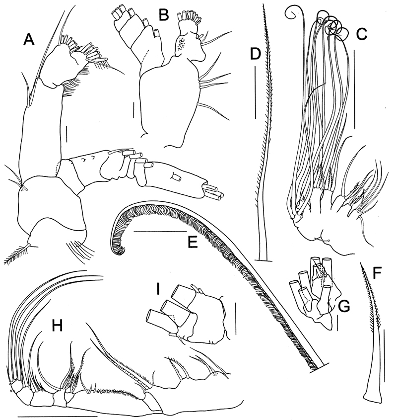 Espèce Bathycalanus richardi - Planche 14 de figures morphologiques