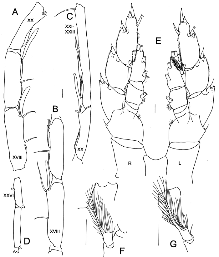 Espèce Bathycalanus richardi - Planche 17 de figures morphologiques