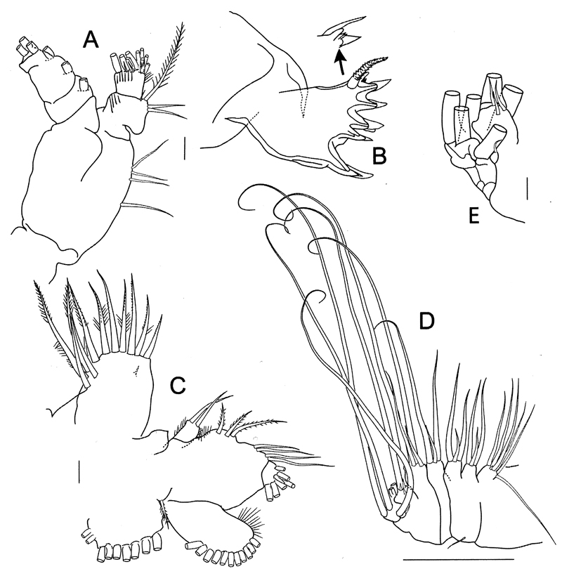 Species Bathycalanus bradyi - Plate 13 of morphological figures