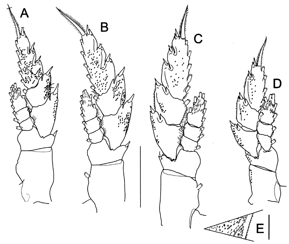 Species Bathycalanus bradyi - Plate 14 of morphological figures