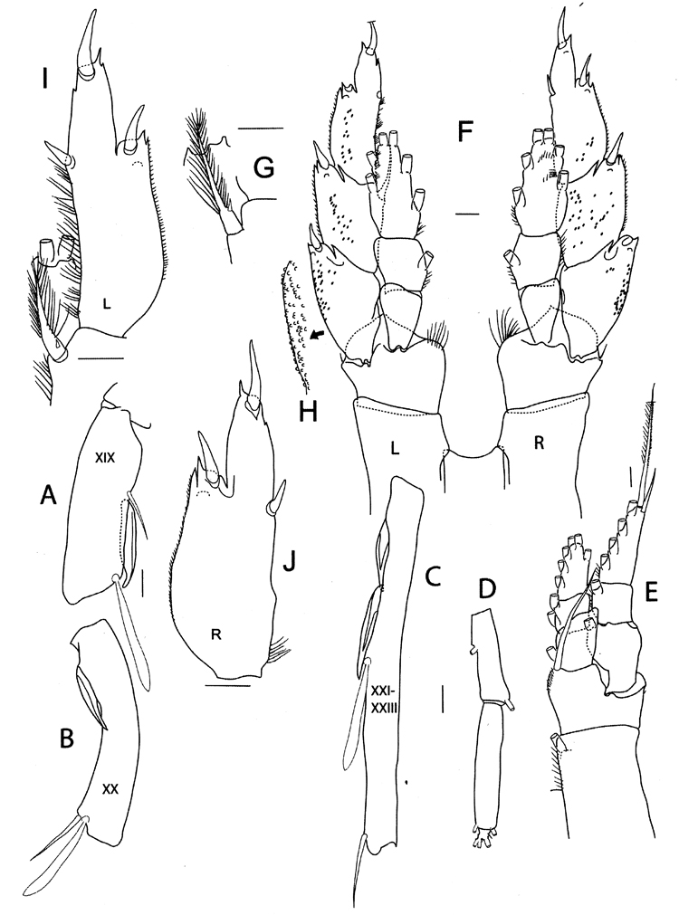 Espce Bathycalanus bradyi - Planche 16 de figures morphologiques