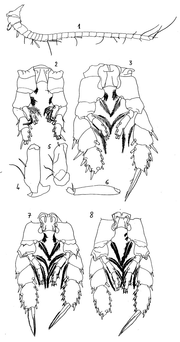 Espce Undinella acuta - Planche 4 de figures morphologiques