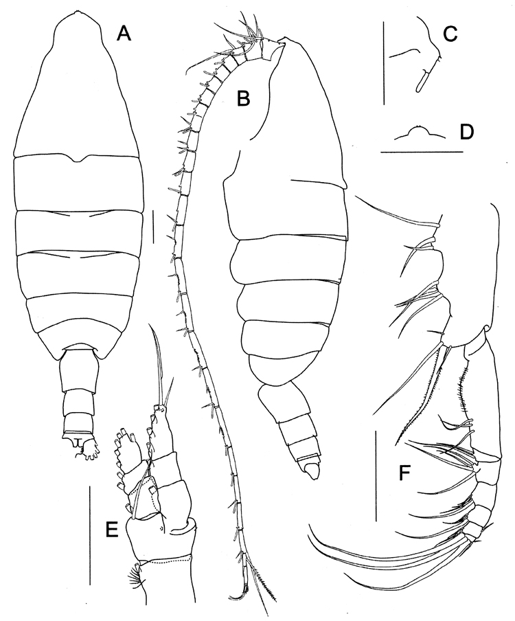 Species Bathycalanus dentatus - Plate 1 of morphological figures