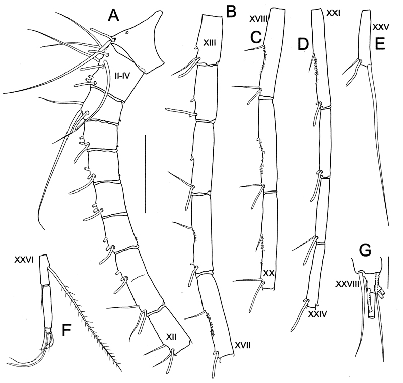 Species Bathycalanus dentatus - Plate 2 of morphological figures