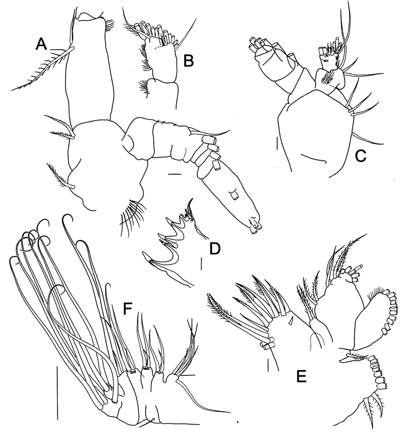 Espce Bathycalanus dentatus - Planche 3 de figures morphologiques