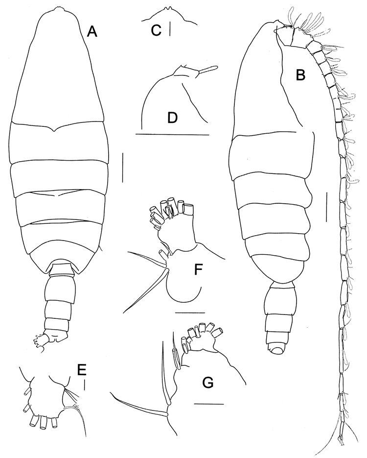 Species Bathycalanus dentatus - Plate 5 of morphological figures