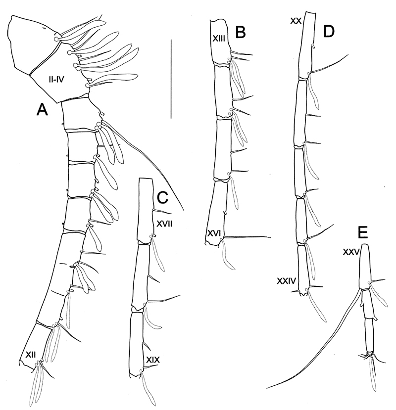 Espce Bathycalanus dentatus - Planche 6 de figures morphologiques