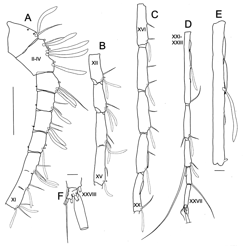 Espce Bathycalanus dentatus - Planche 7 de figures morphologiques