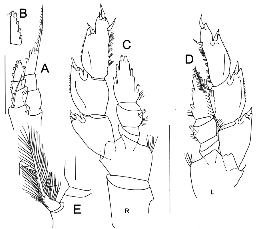 Espce Bathycalanus dentatus - Planche 8 de figures morphologiques