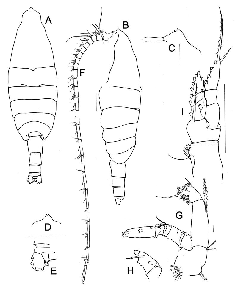 Espèce Bathycalanus milleri - Planche 1 de figures morphologiques
