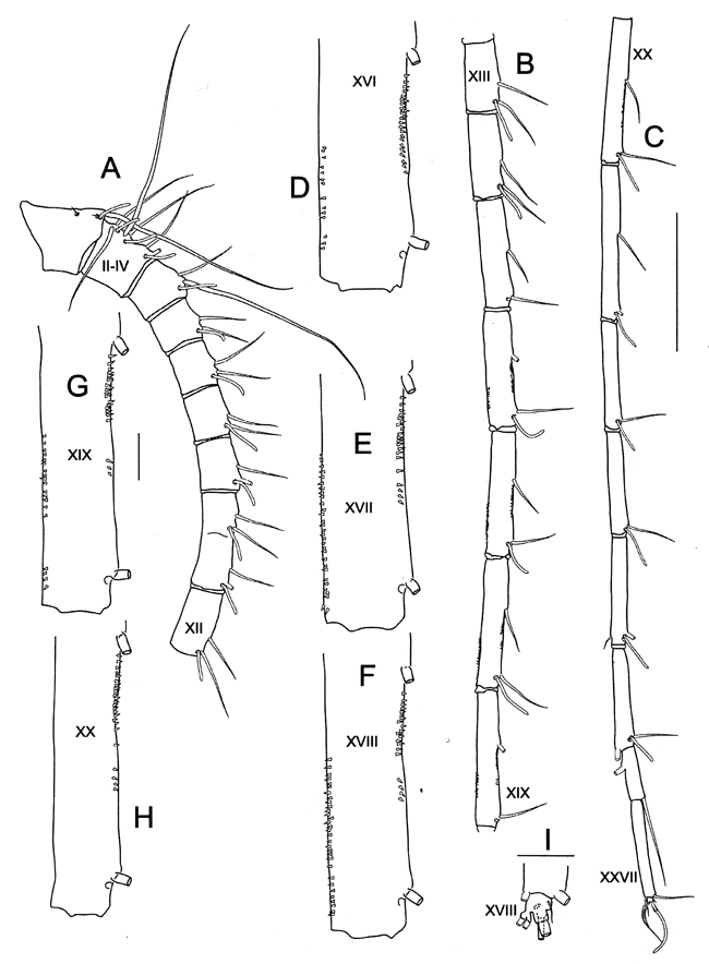 Espèce Bathycalanus milleri - Planche 2 de figures morphologiques
