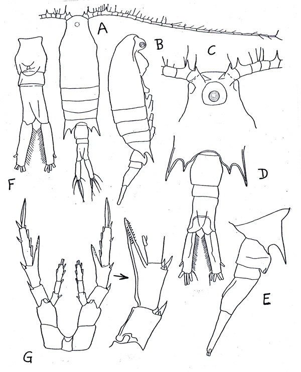 Species Centropages furcatus - Plate 1 of morphological figures