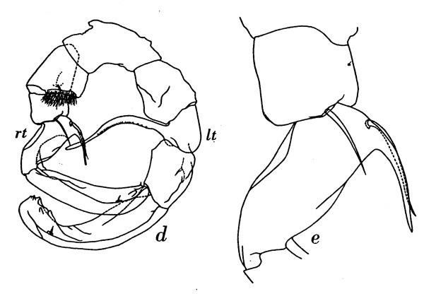 Espèce Metridia gurjanovae - Planche 1 de figures morphologiques