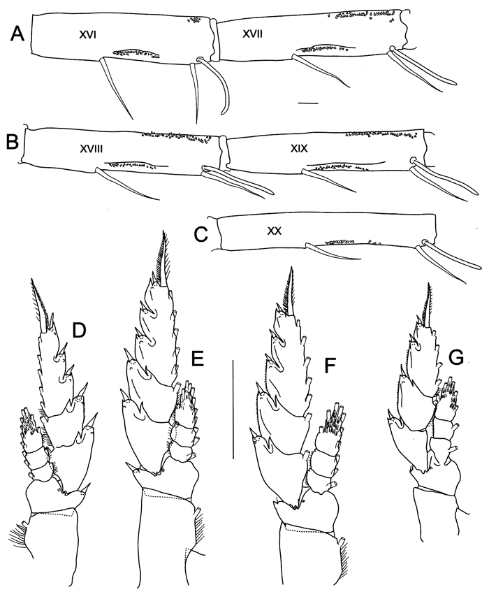 Espèce Bathycalanus milleri - Planche 3 de figures morphologiques