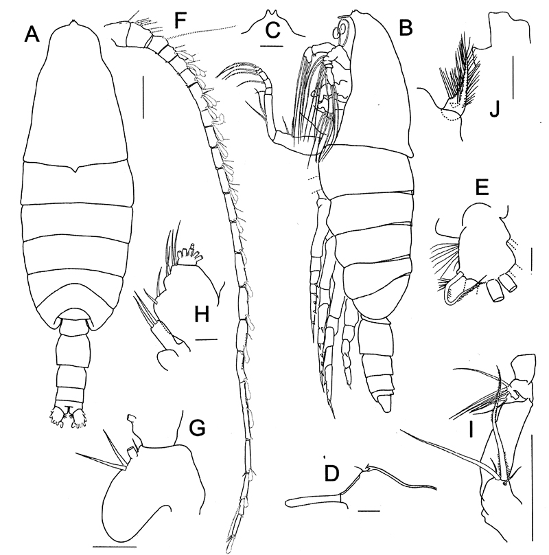 Espèce Bathycalanus milleri - Planche 5 de figures morphologiques