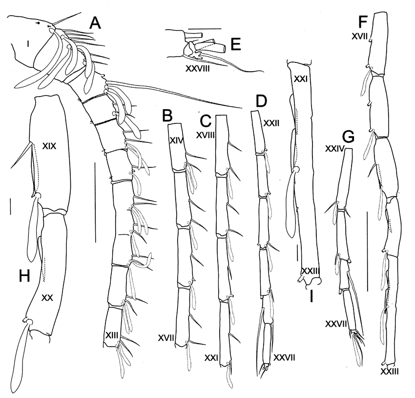Espèce Bathycalanus milleri - Planche 6 de figures morphologiques