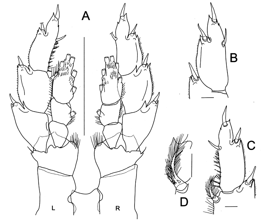 Espèce Bathycalanus milleri - Planche 7 de figures morphologiques