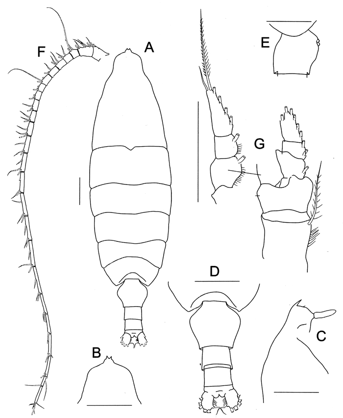 Espèce Bathycalanus tumidus - Planche 1 de figures morphologiques