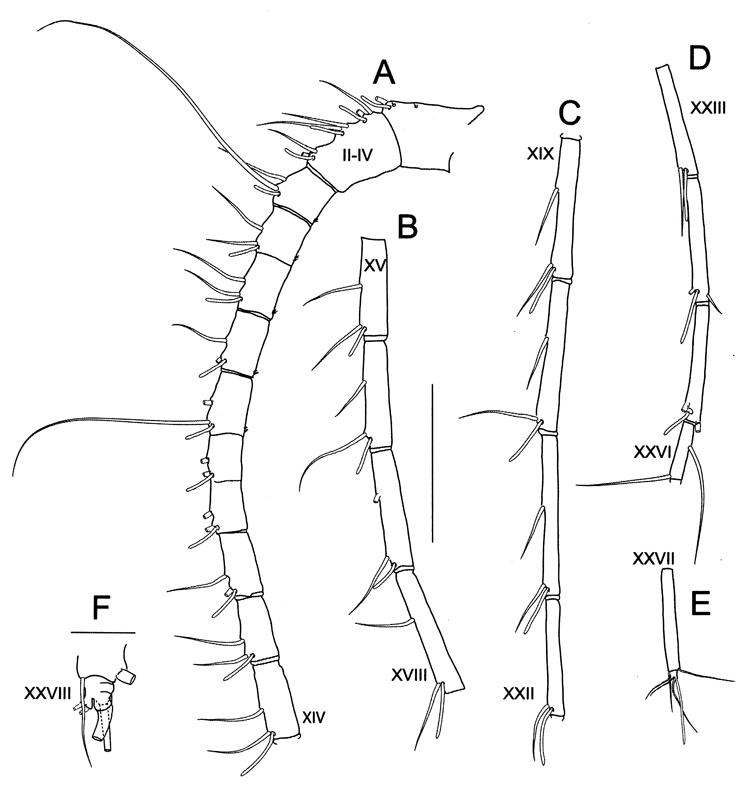 Espèce Bathycalanus tumidus - Planche 2 de figures morphologiques