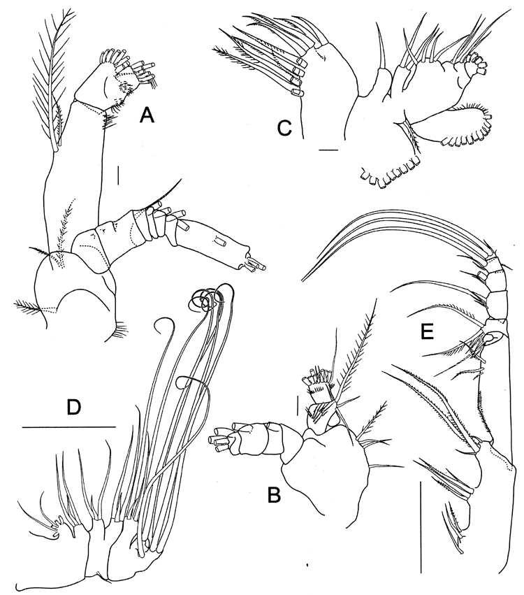 Species Bathycalanus tumidus - Plate 3 of morphological figures