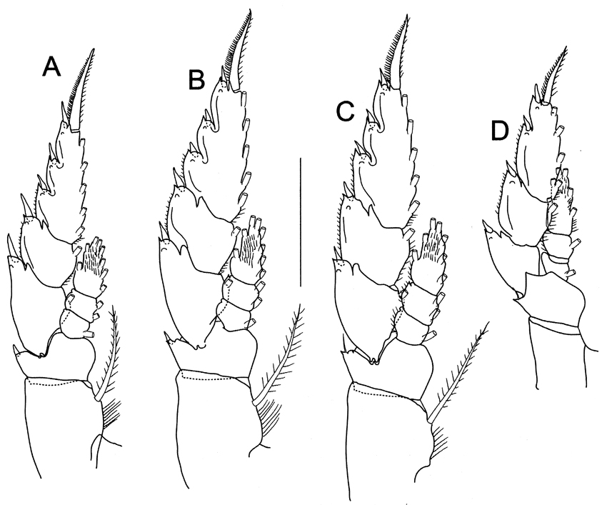 Species Bathycalanus tumidus - Plate 4 of morphological figures