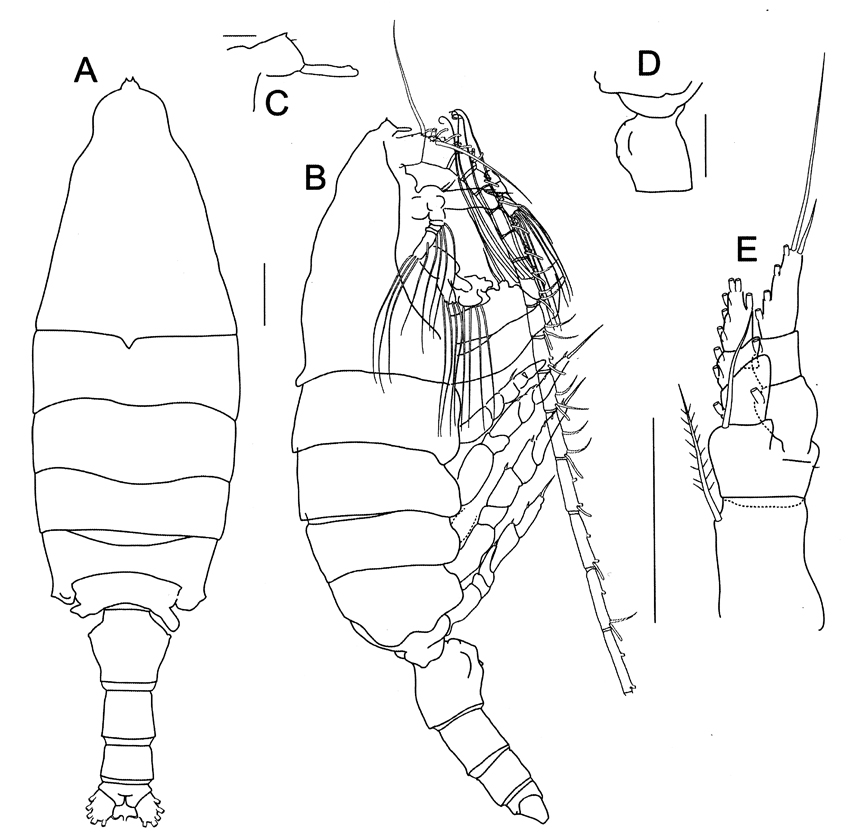 Species Bathycalanus adornatus - Plate 1 of morphological figures