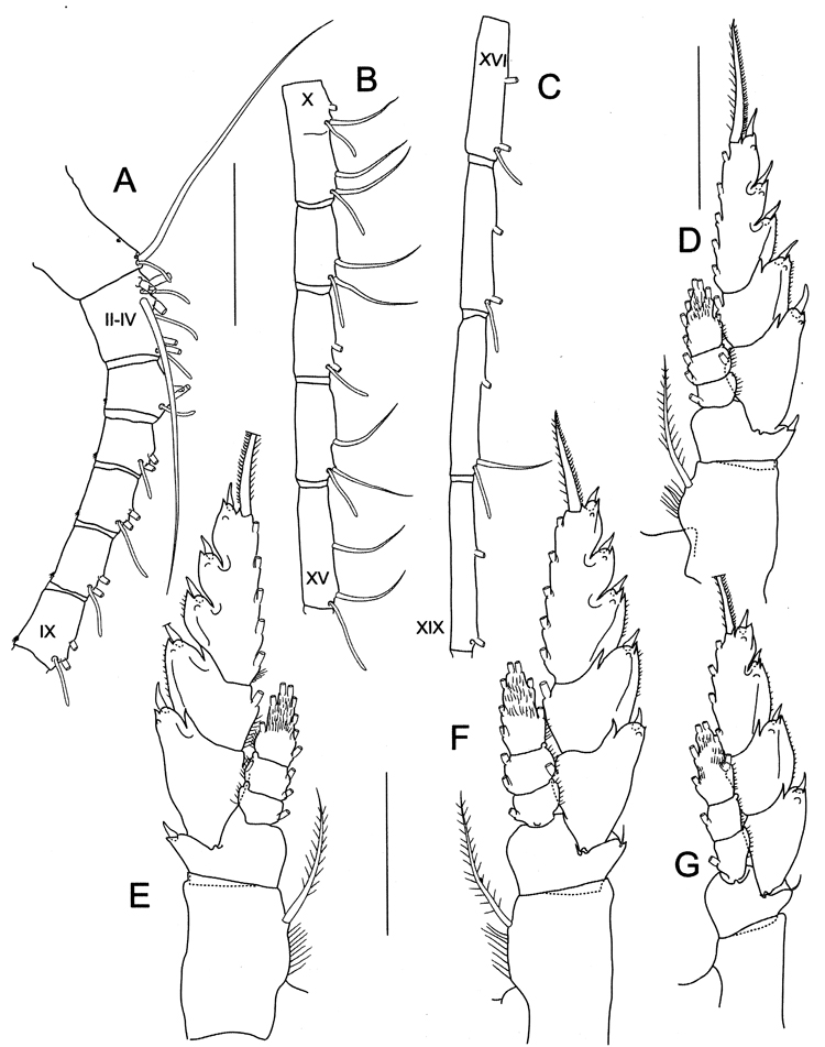 Espce Bathycalanus adornatus - Planche 2 de figures morphologiques