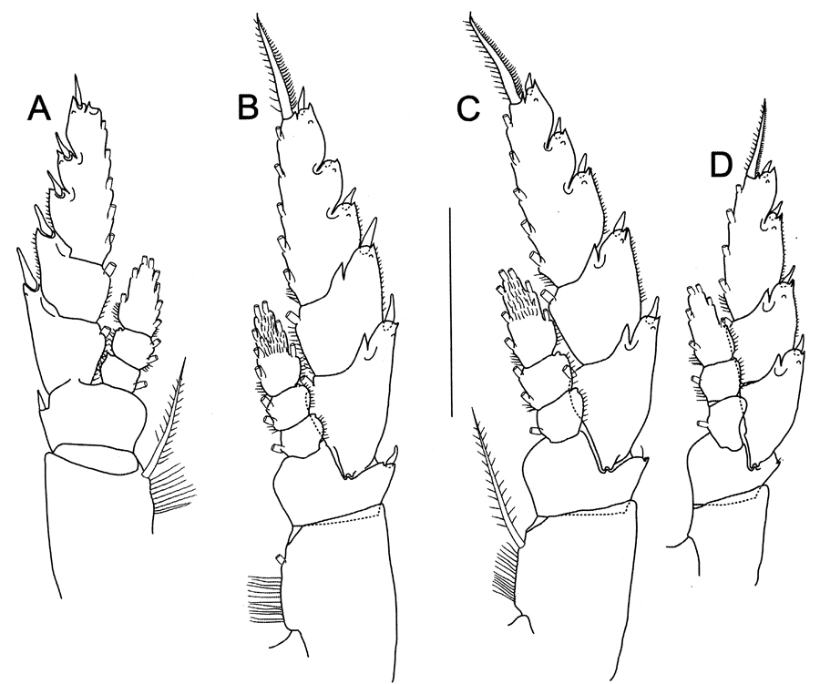 Espce Bathycalanus pustulosus - Planche 3 de figures morphologiques
