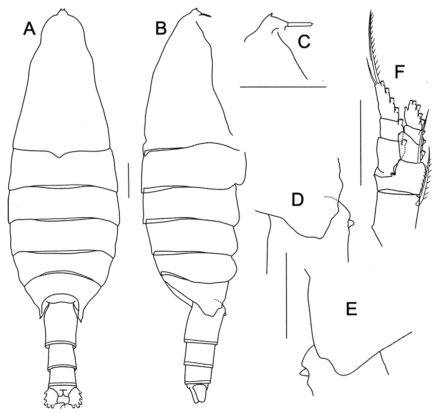 Species Bathycalanus bucklinae - Plate 1 of morphological figures
