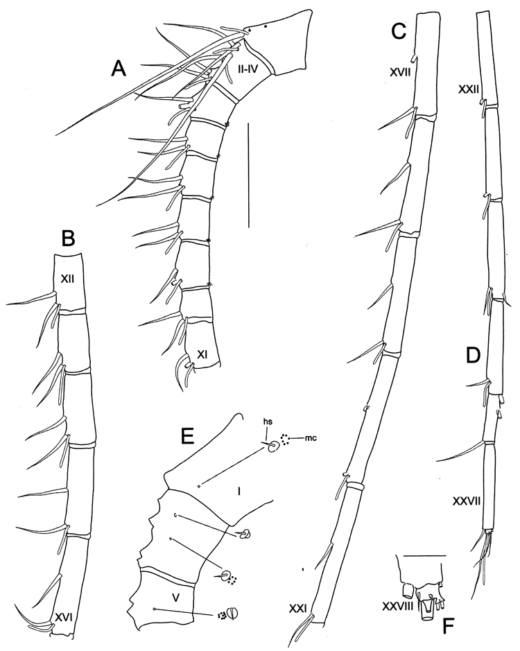 Espce Bathycalanus bucklinae - Planche 2 de figures morphologiques