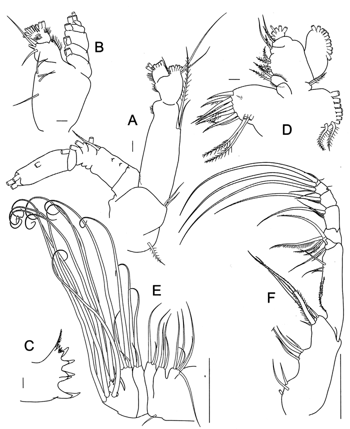 Espce Bathycalanus bucklinae - Planche 3 de figures morphologiques
